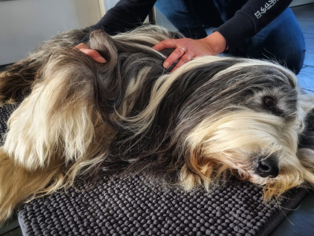 Physiotherapie beim Hund