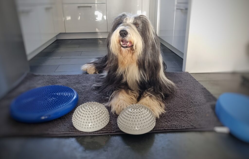 Physio Hund