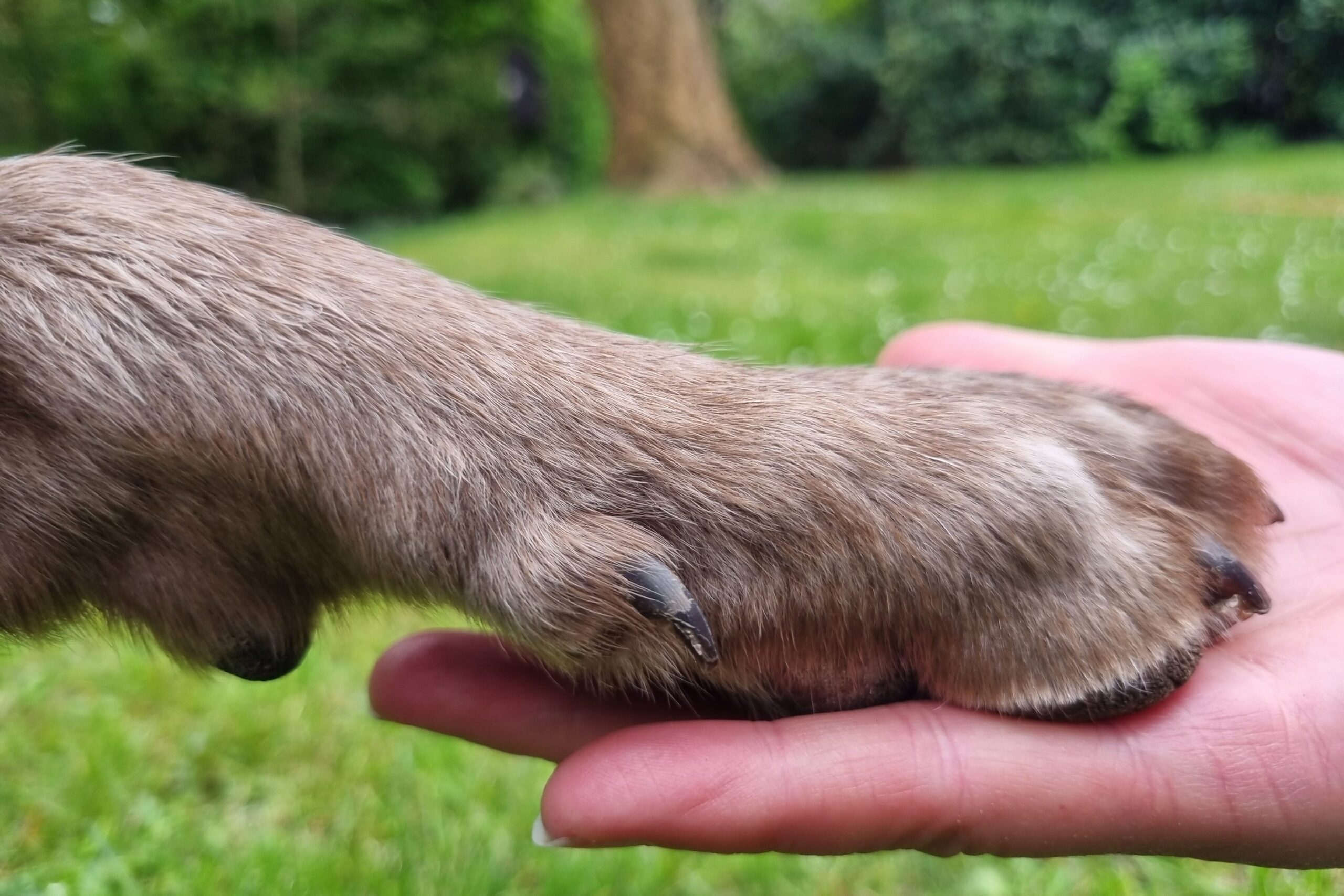 Krallenpflege Hund