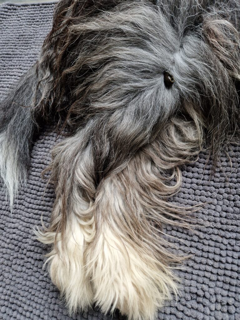 Blutegeltherapie Hund