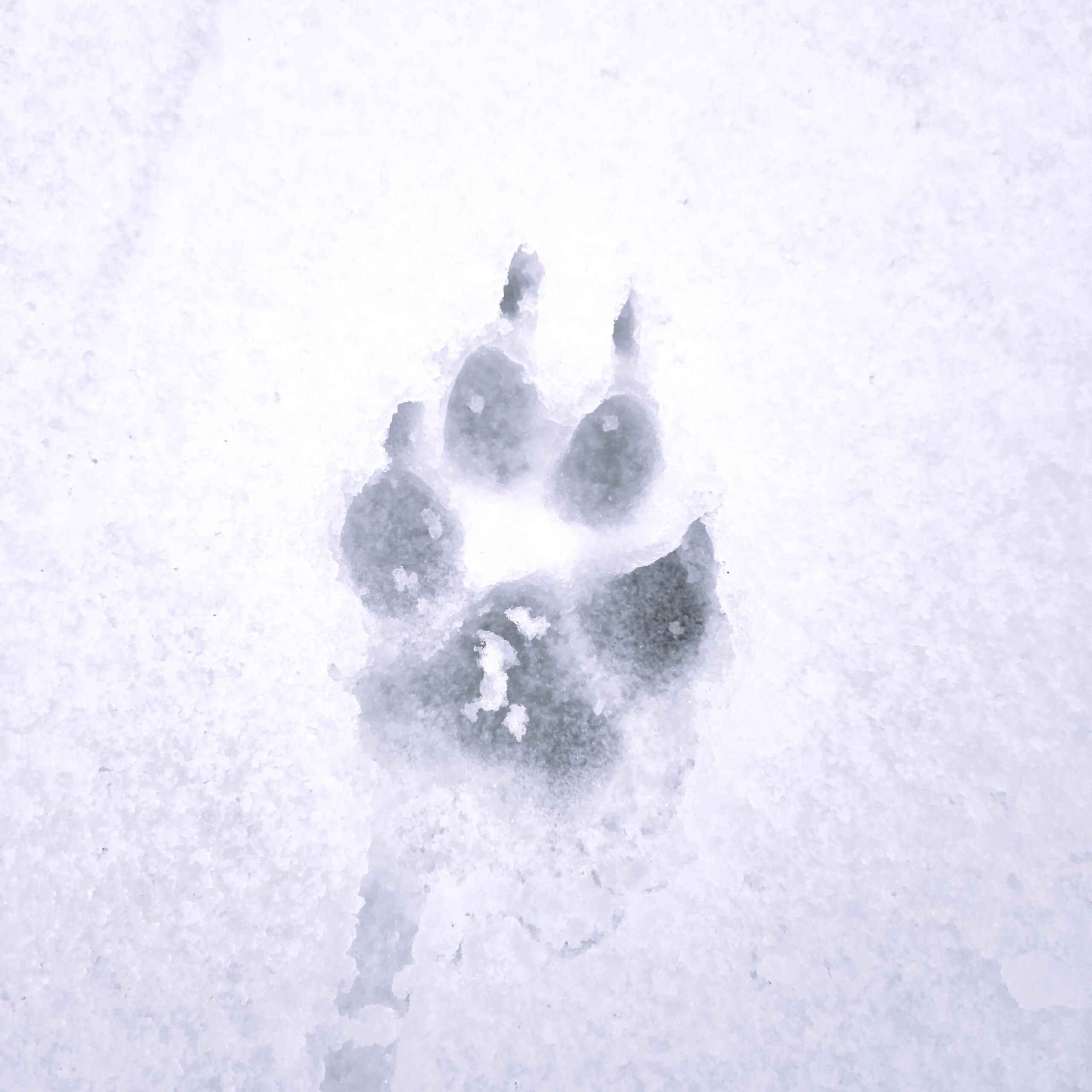 Pfotenpflege im Winter