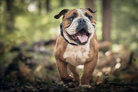 Physio Walk Hund