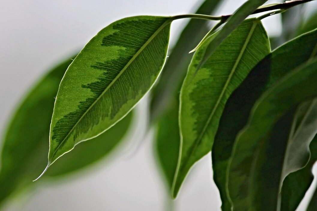 Ficus