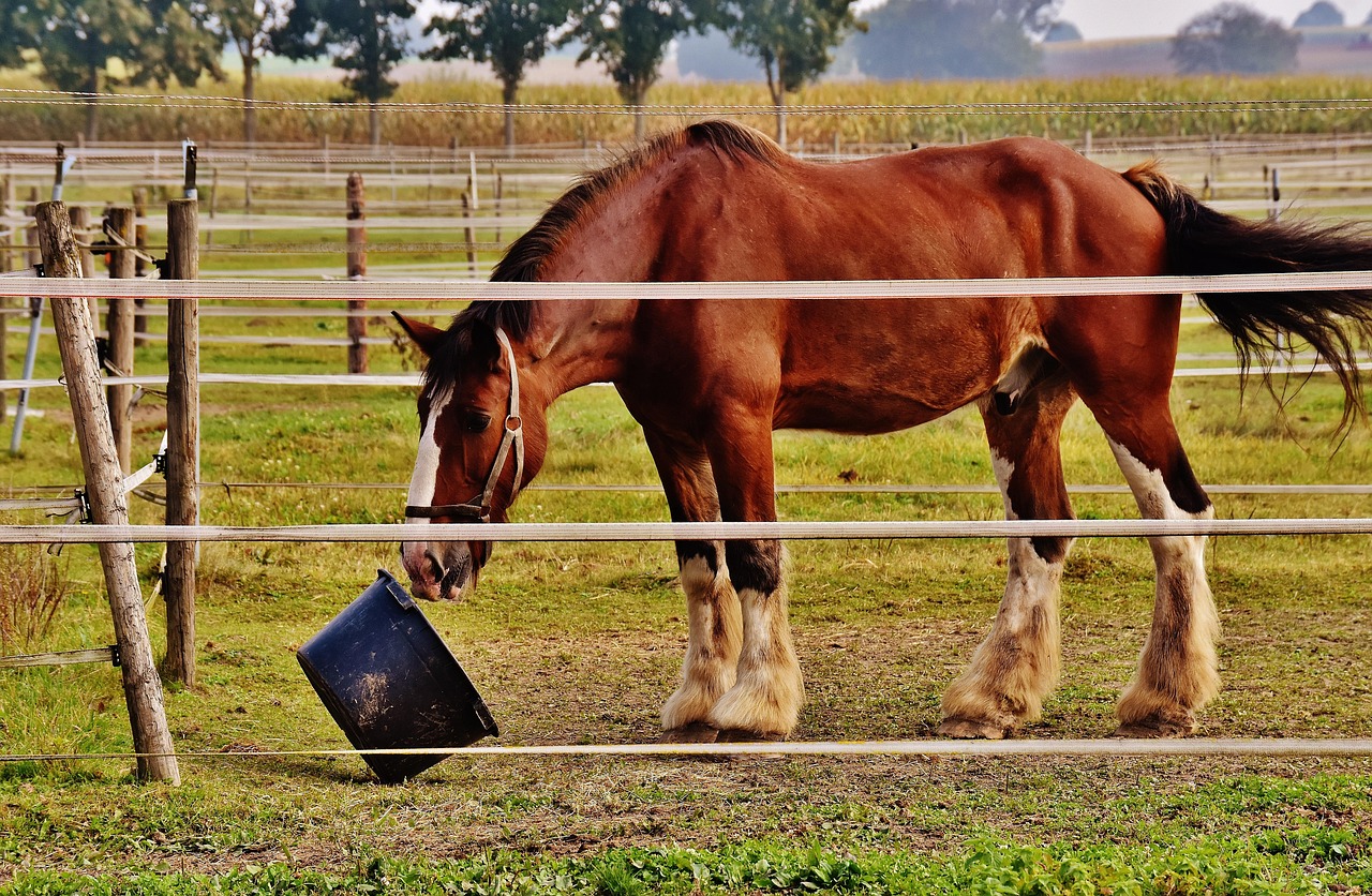 Hufrehe beim Pferd