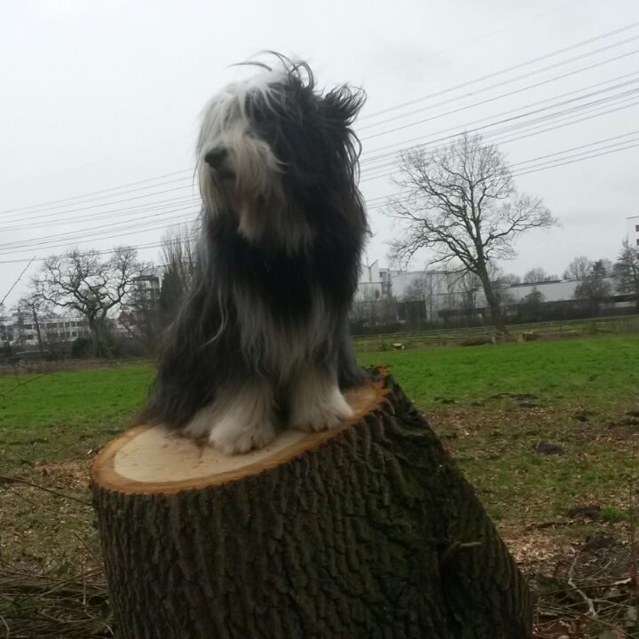 Physiotherapie Hund