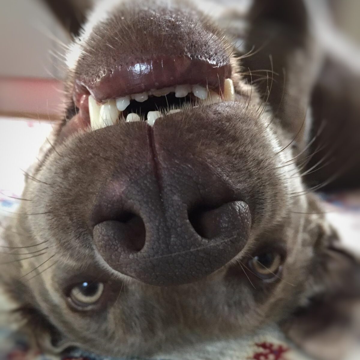 Zahnpflege Hund