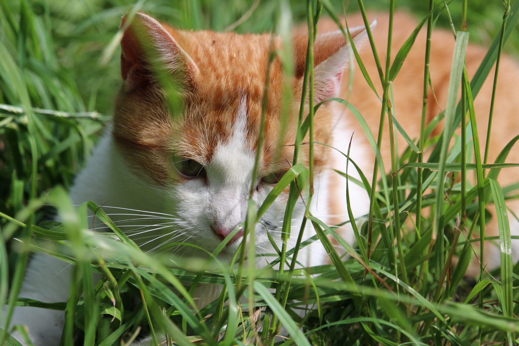 Katzen und giftige Zimmerpflanzen