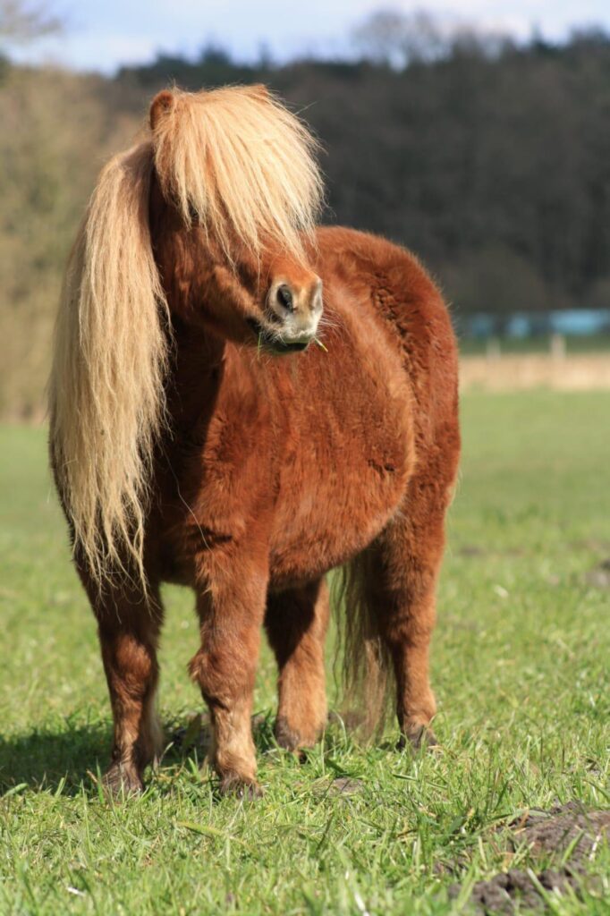 Physiotherapie beim Pony