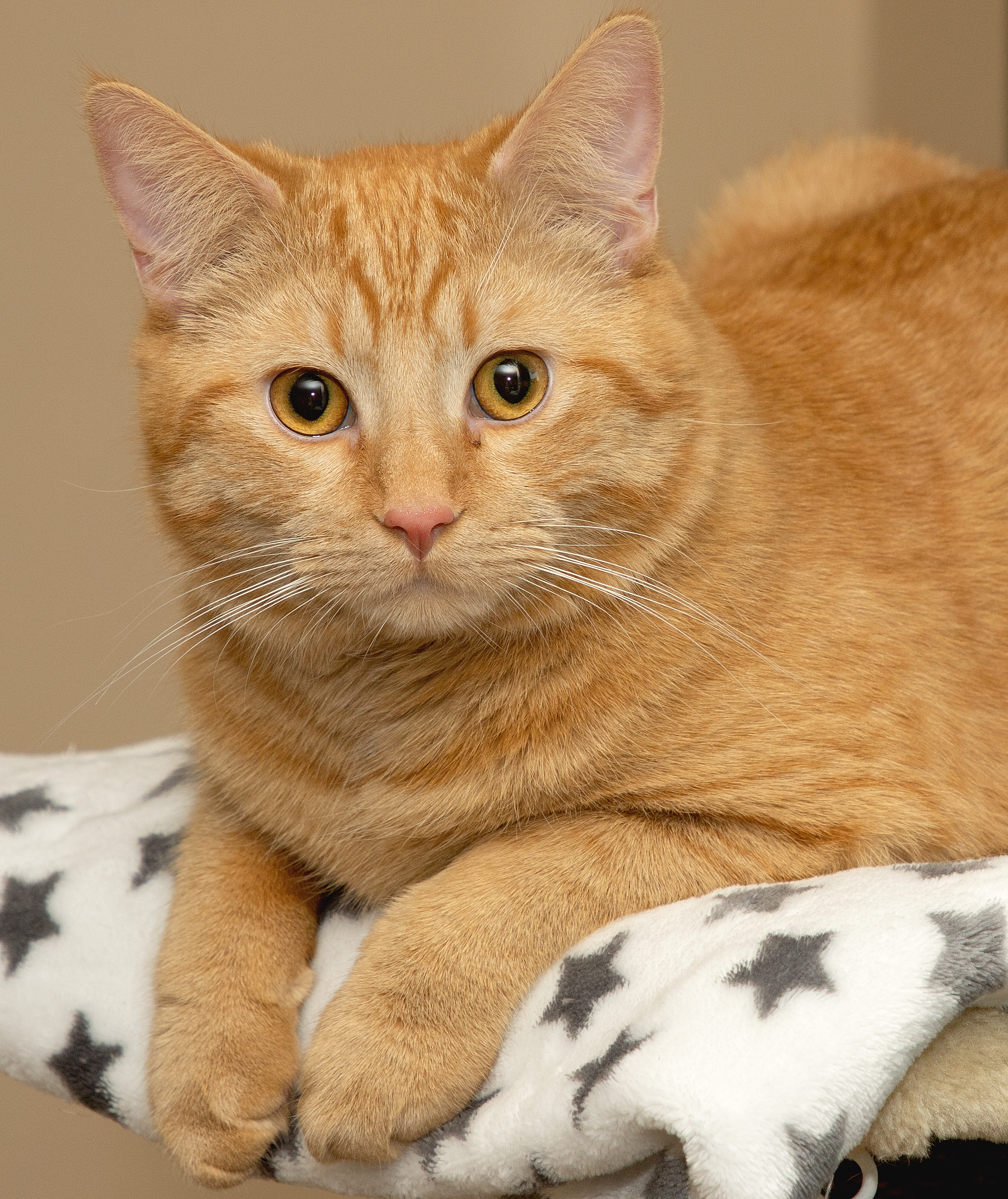 Physiotherapie Katze