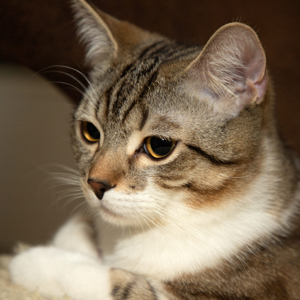 Physiotherapie Katze