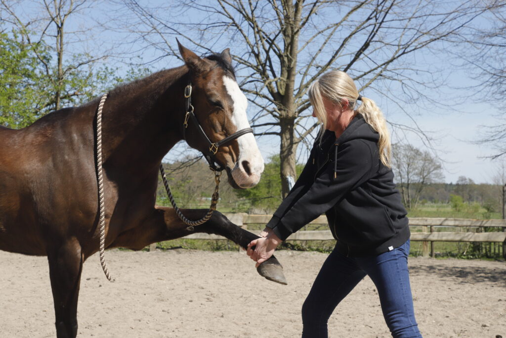Physio beim Pferd