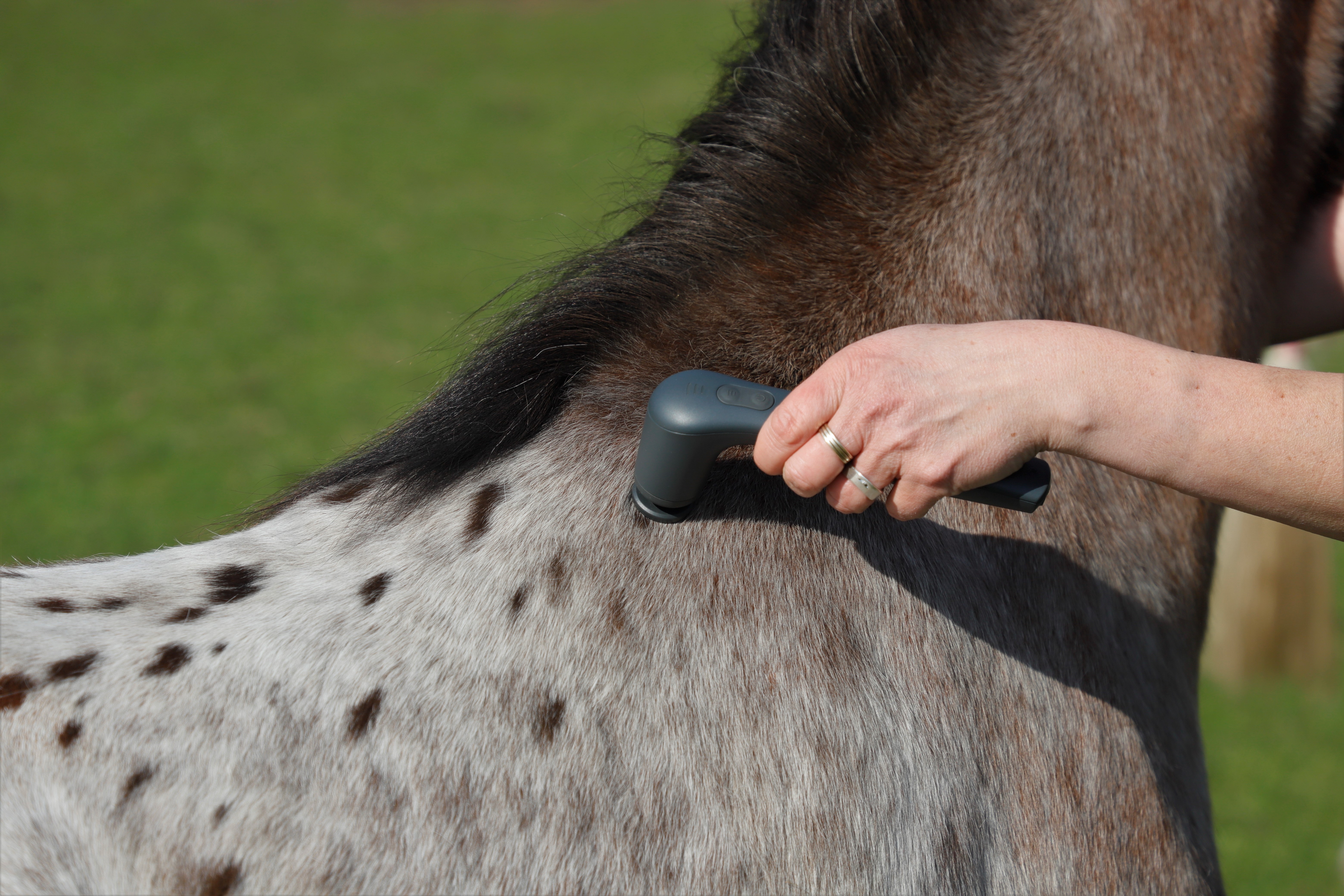 Novafon Therapie Pferd