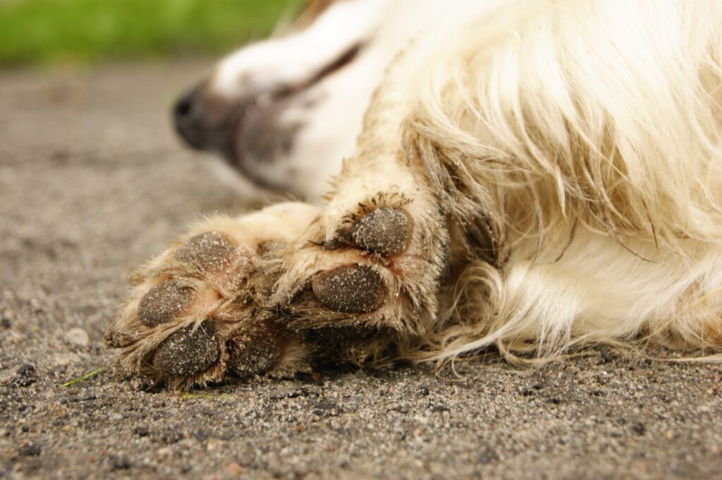 Grannen beim Hund