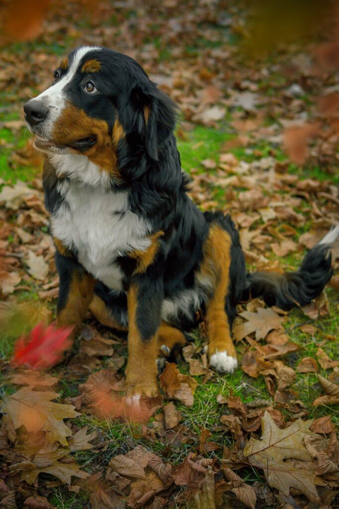 Physiotherapie Hund, Kreuzbandriss