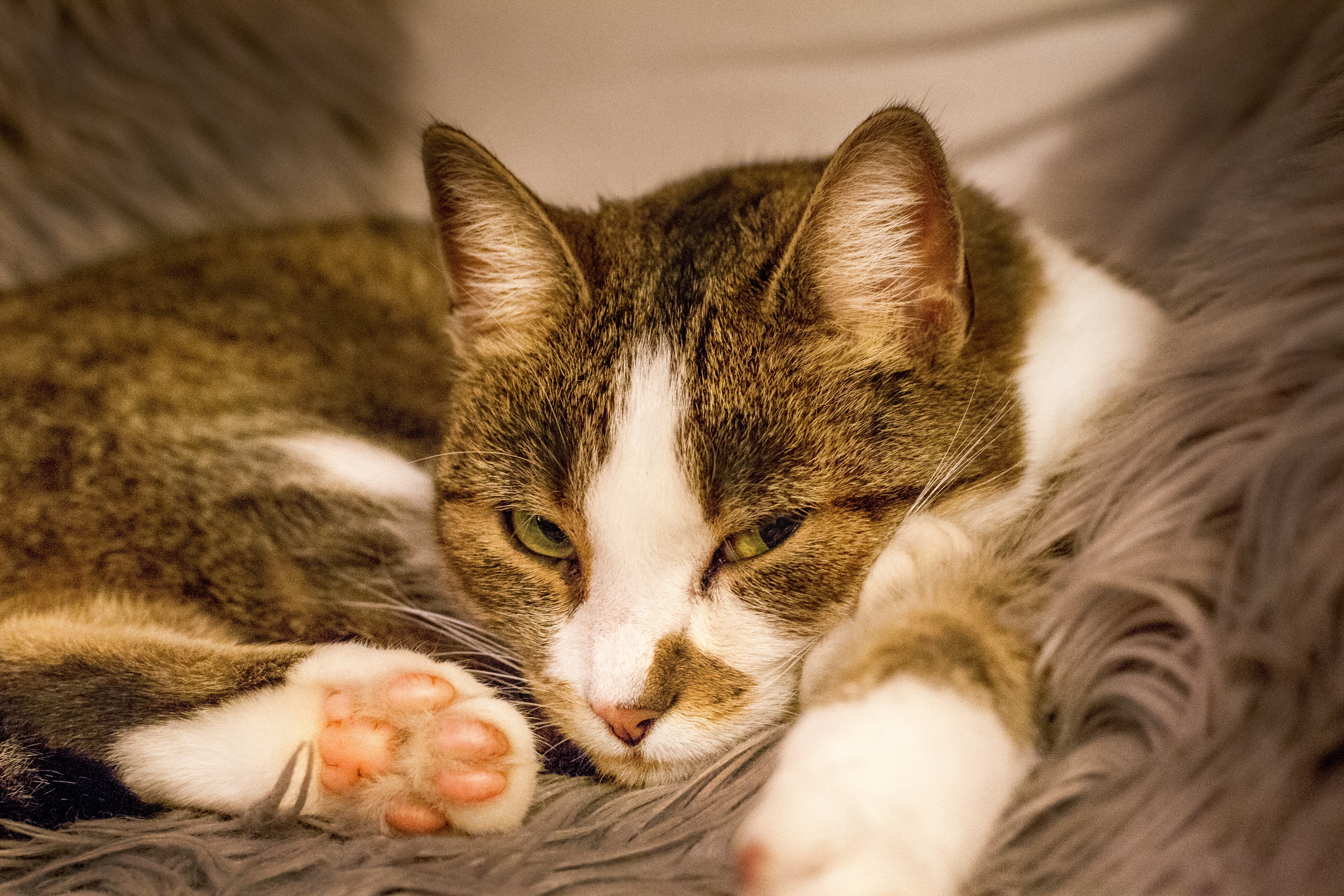 Physiotherapie Katze