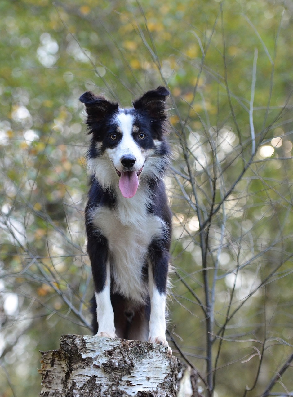Physio Walk Hund