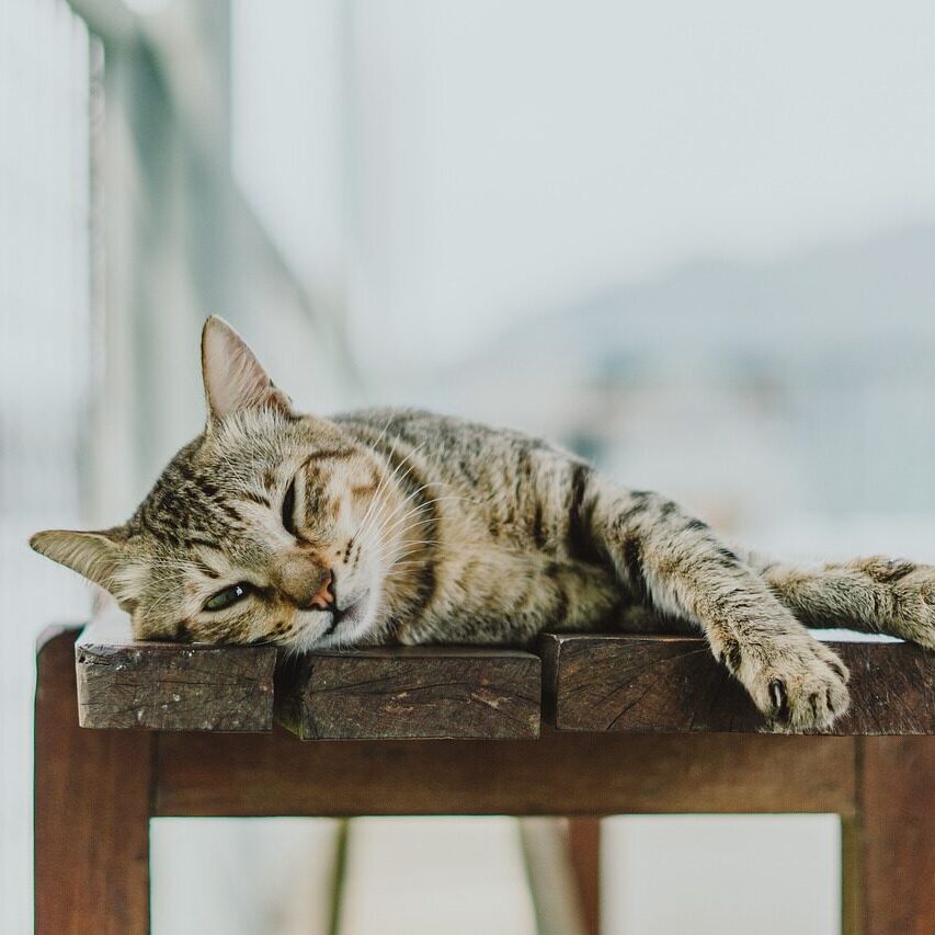 Physiotherapie Katze