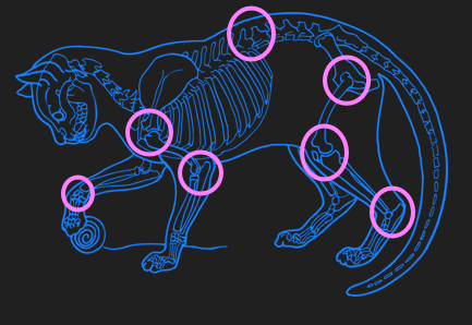 Arthrose Katze