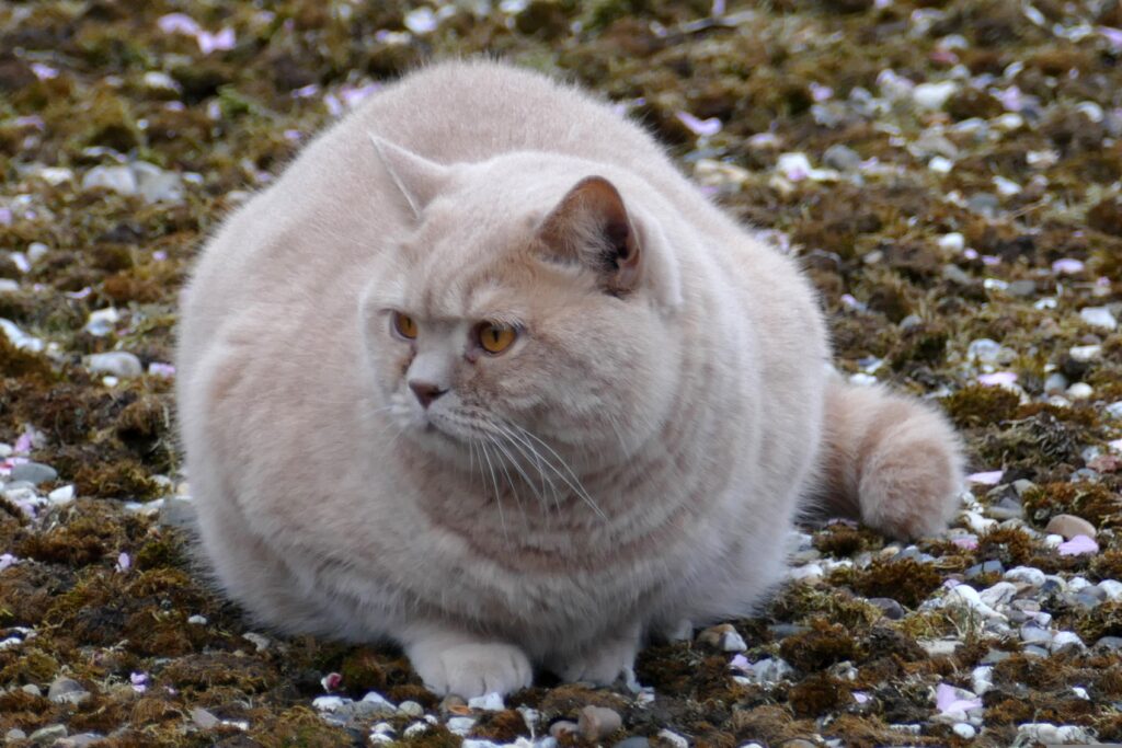 Übergewicht bei Katzen