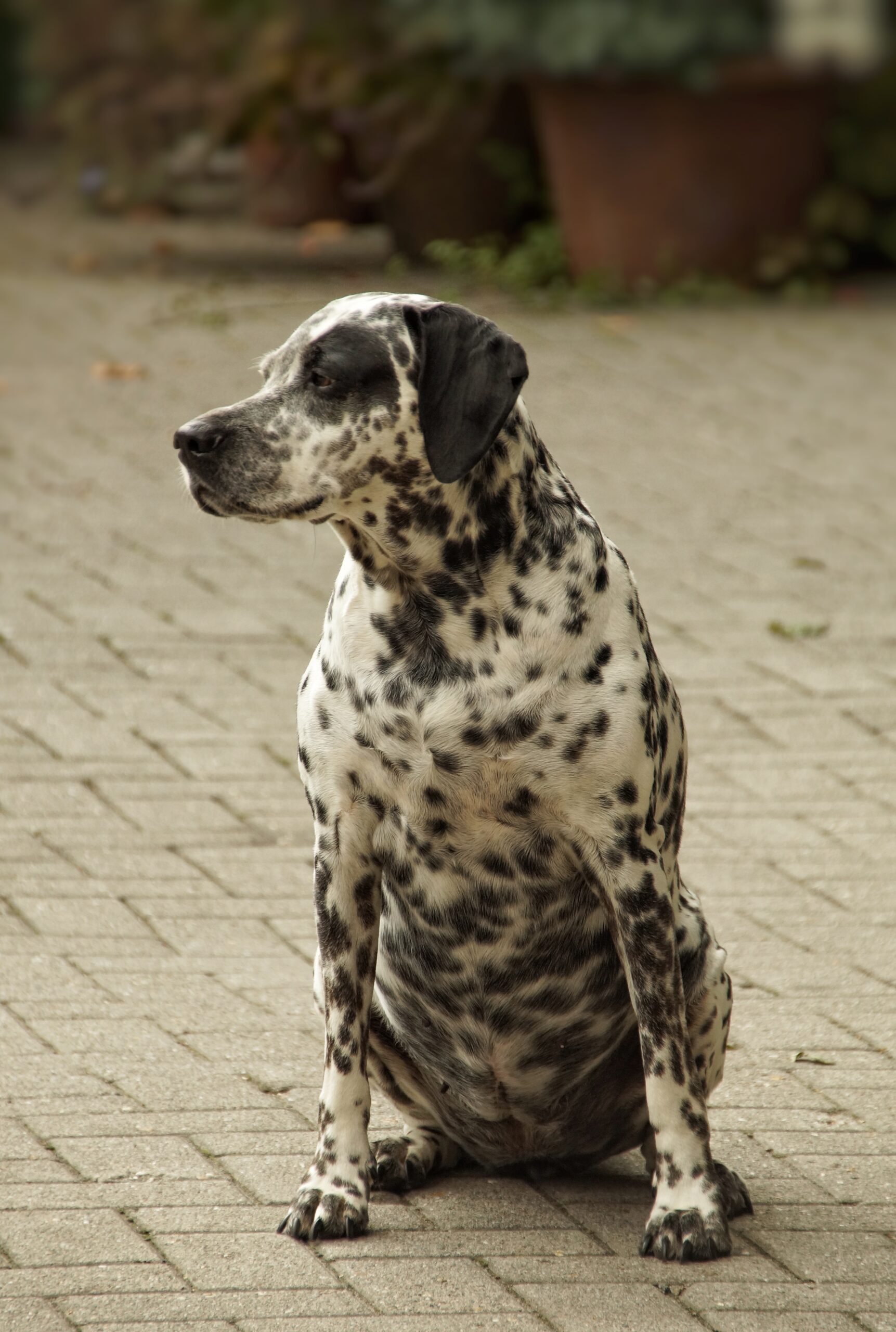 Übergewicht bei Hunden