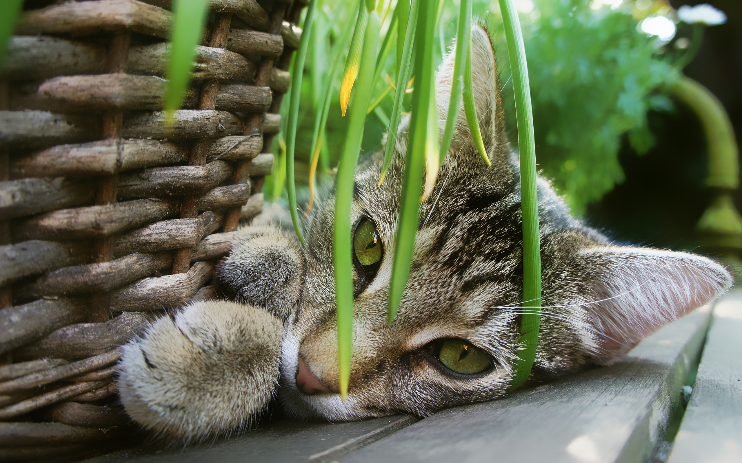 Katzen und Zimmerpflanzen