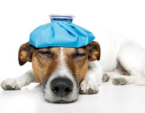 Physiotherapie Hund