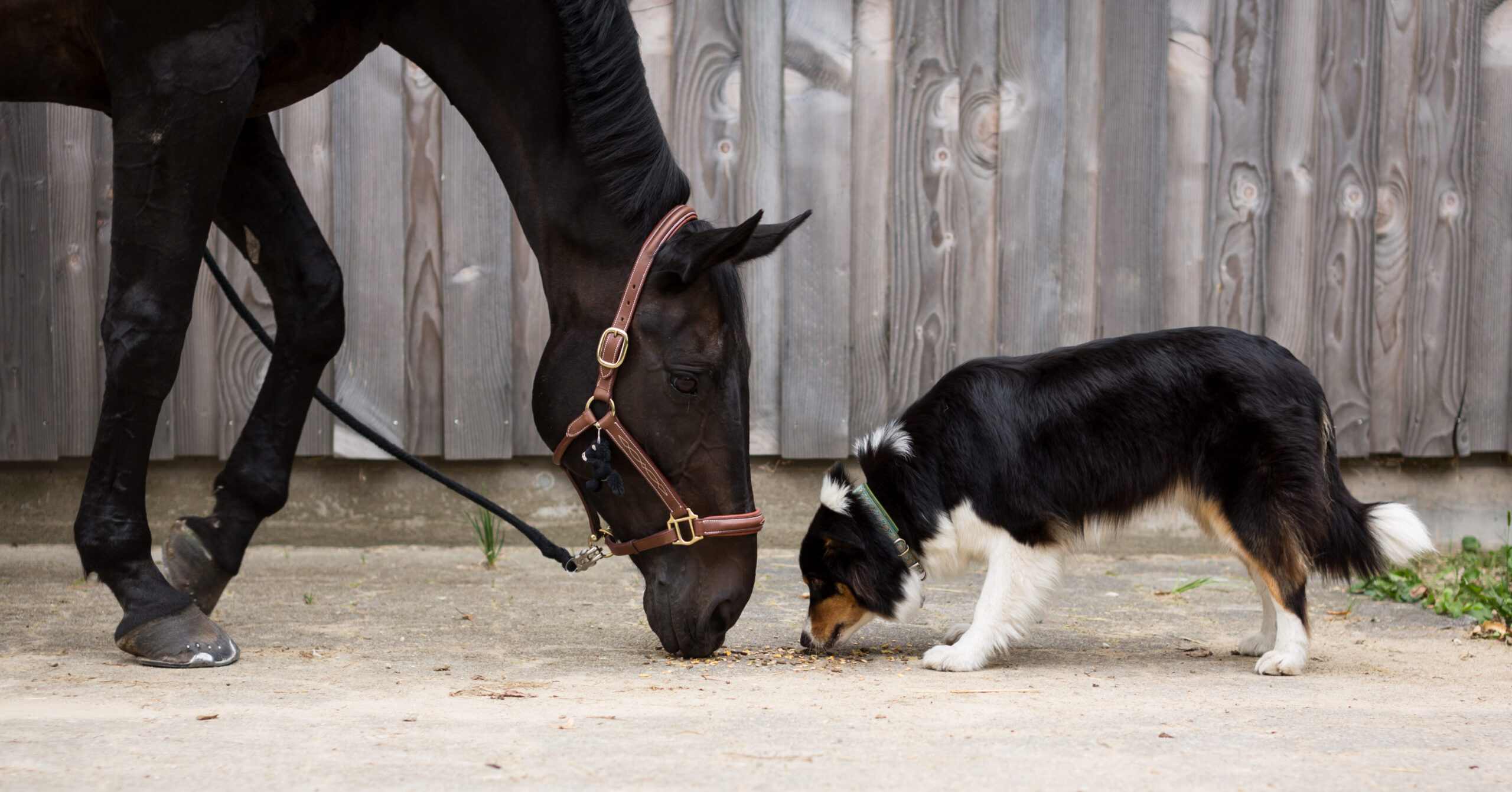 Tierphysiotherapie
