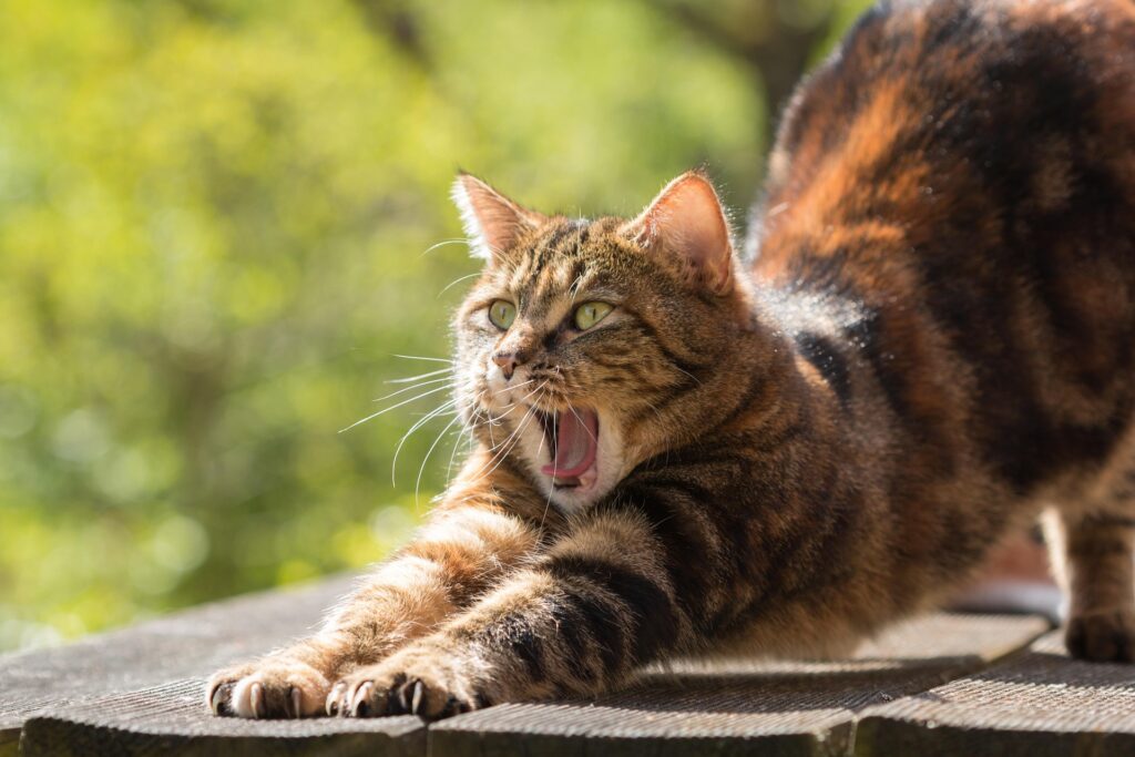 Physiotherapie bei Katzen