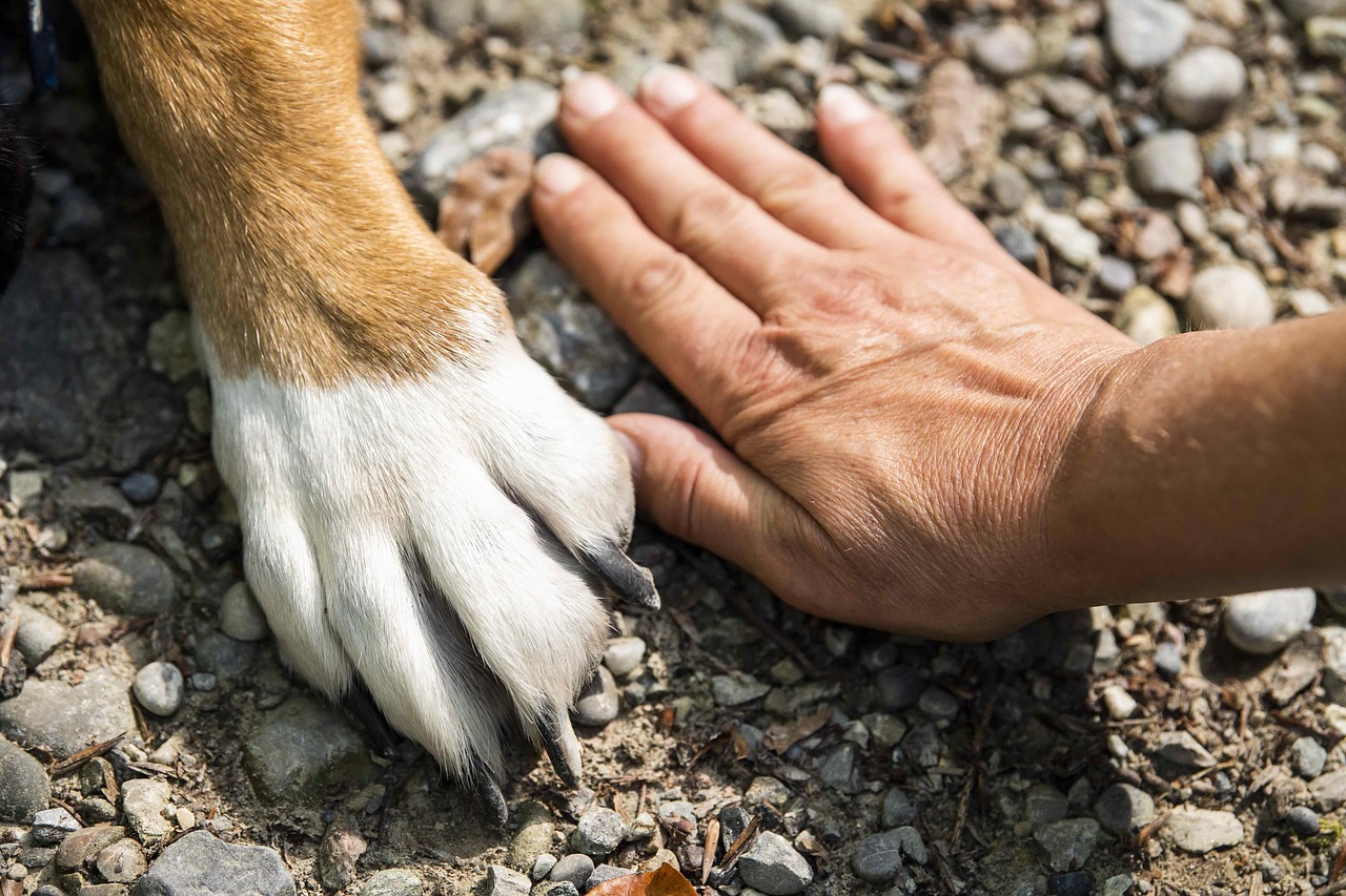Krallenschpflege beim Hund