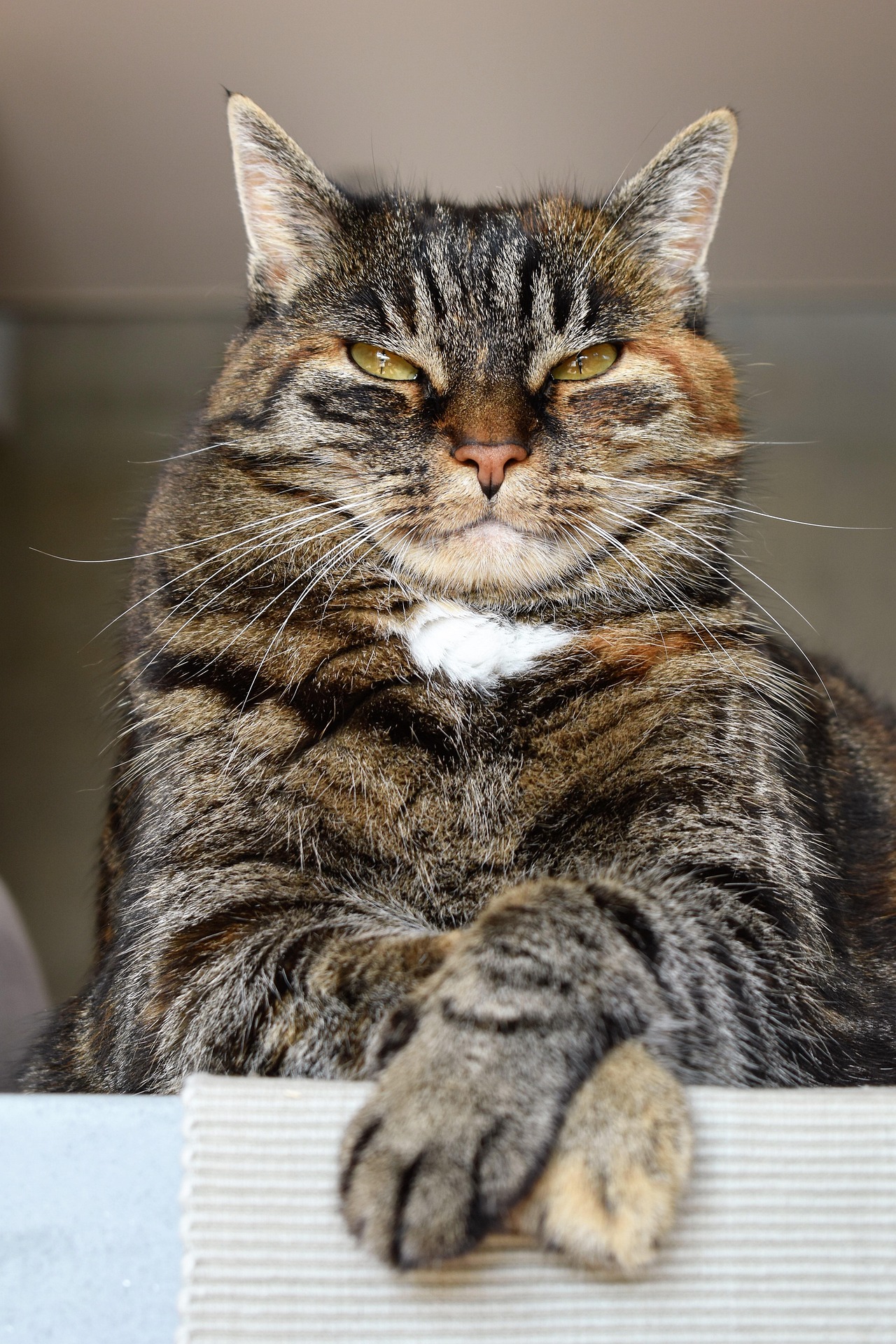 Physiotherapie bei Katzen
